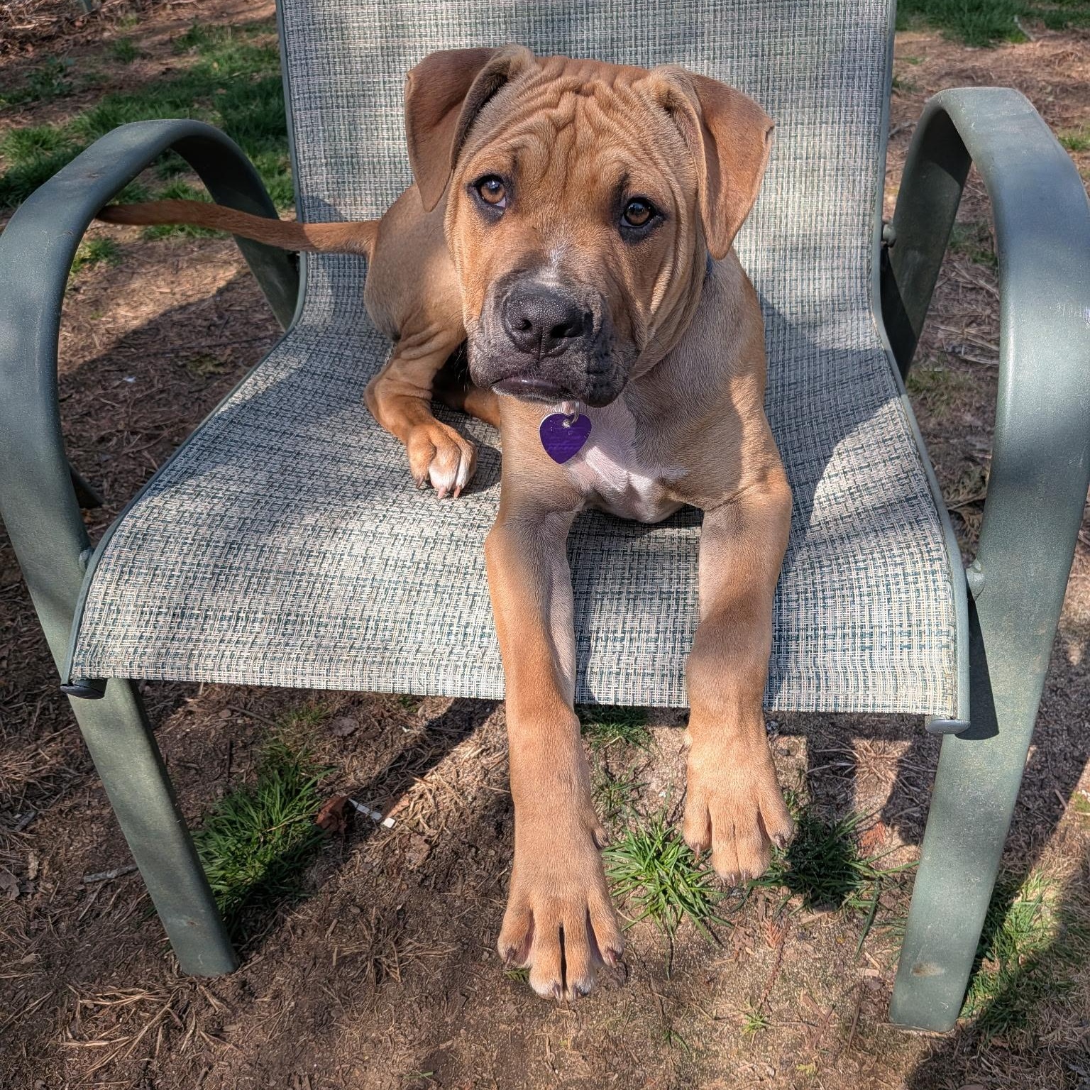 Chad, a ADOPTABLE mixed breed in Colchester, CT image 3/6