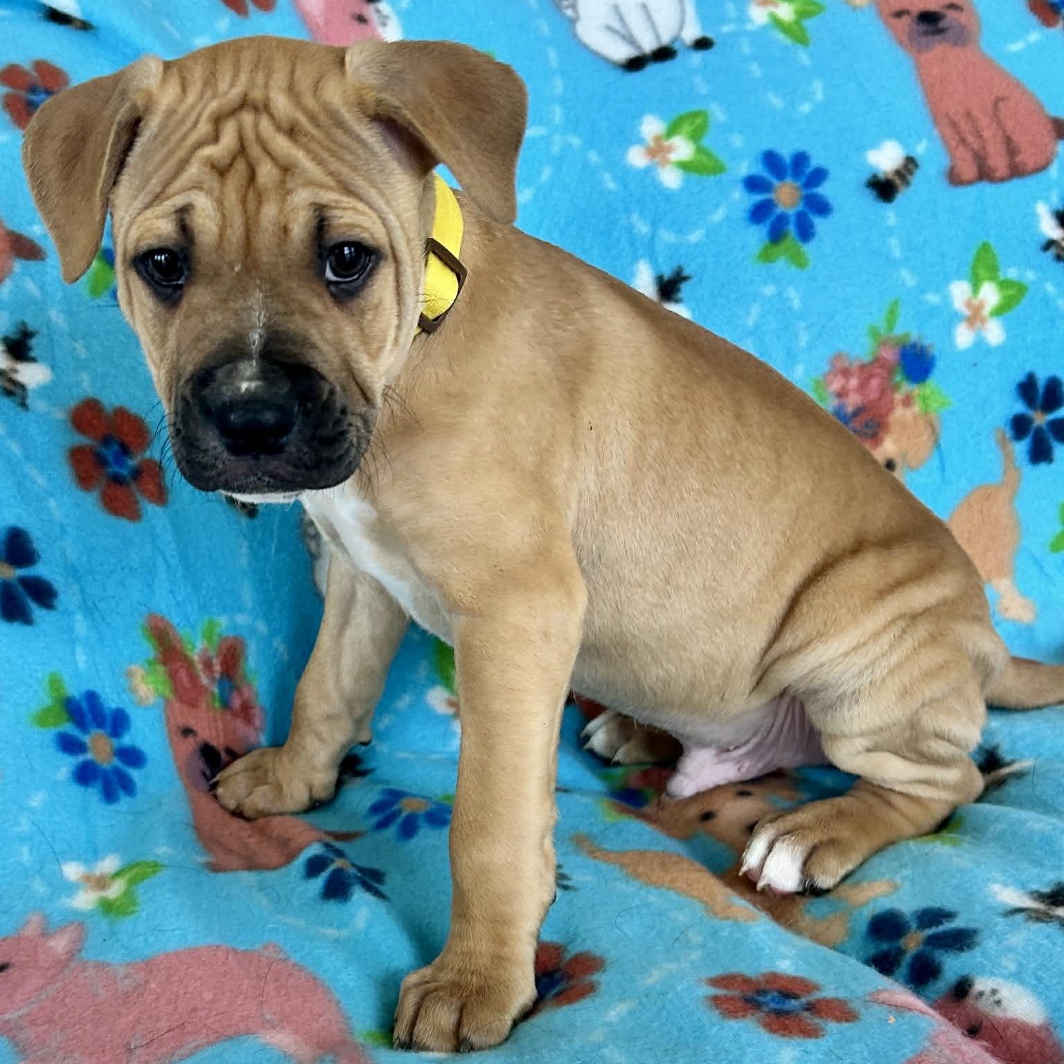 Enlarge Chad, a ADOPTABLE mixed breed in Broad Brook, CT image 2/6