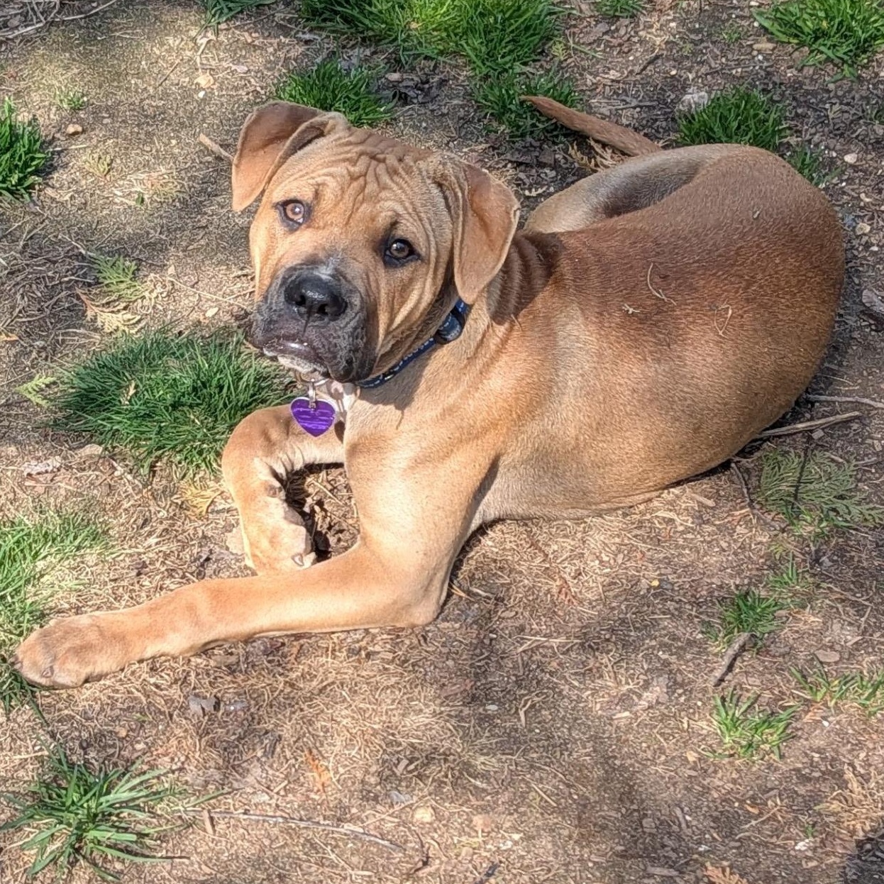 Chad, a ADOPTABLE mixed breed in Colchester, CT image 2/6