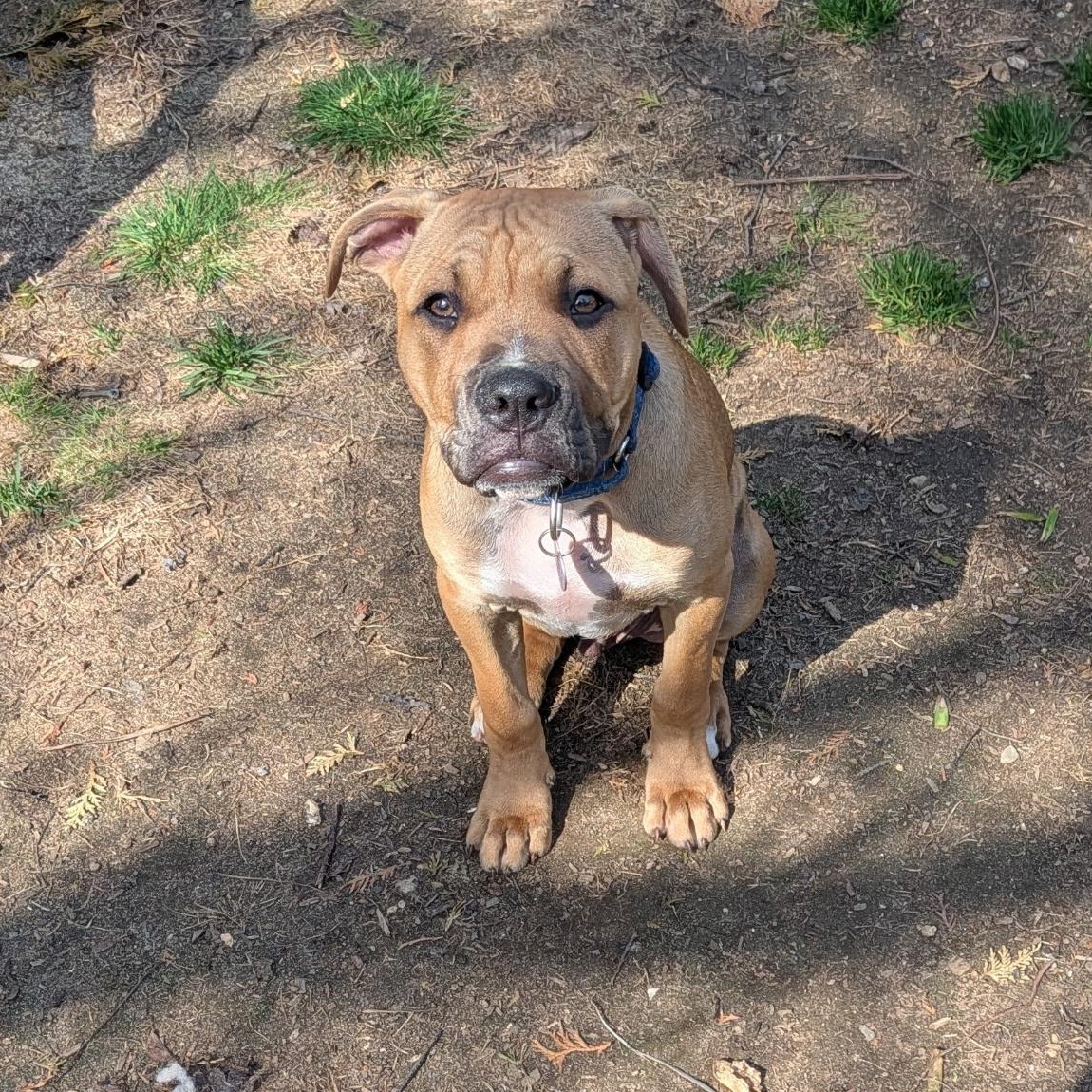 Chad, a ADOPTABLE mixed breed in Colchester, CT image 4/6