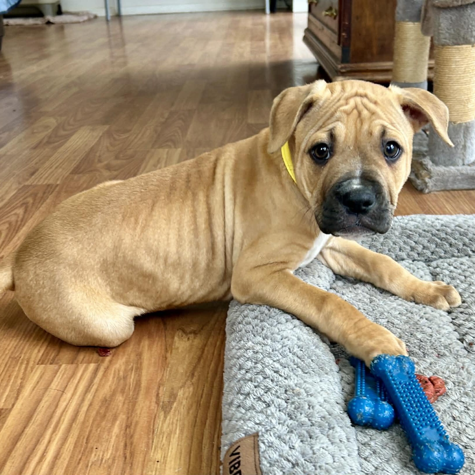 Enlarge Chad, a ADOPTABLE mixed breed in Broad Brook, CT image 4/6