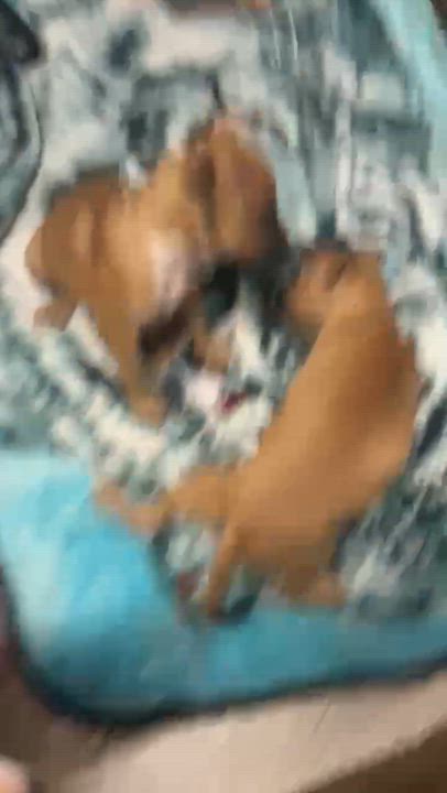 Enlarge Chad, a ADOPTABLE mixed breed in Broad Brook, CT video 5/6