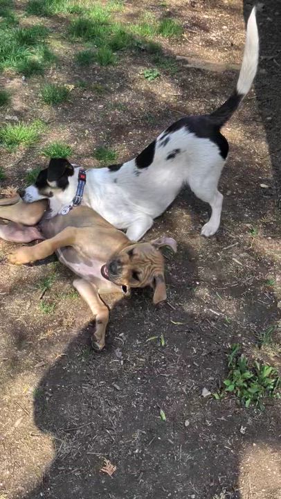 Enlarge Chad, a ADOPTABLE mixed breed in Colchester, CT video 5/6