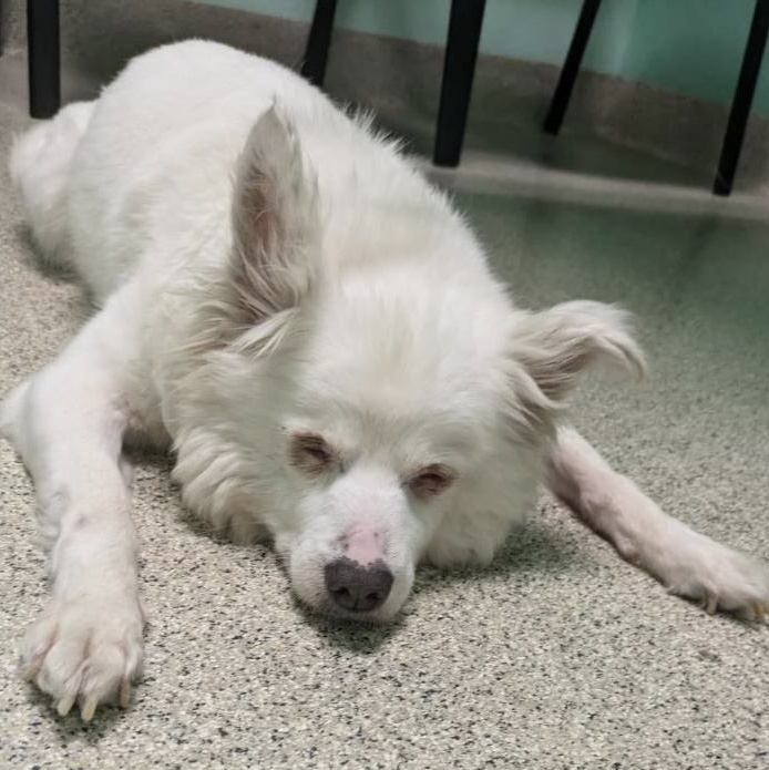 Lucy (and Ricky) contact Rachel