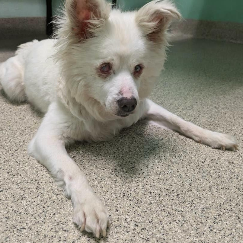 Lucy (and Ricky) contact Rachel, Adoptable, Senior Female American Eskimo Dog.