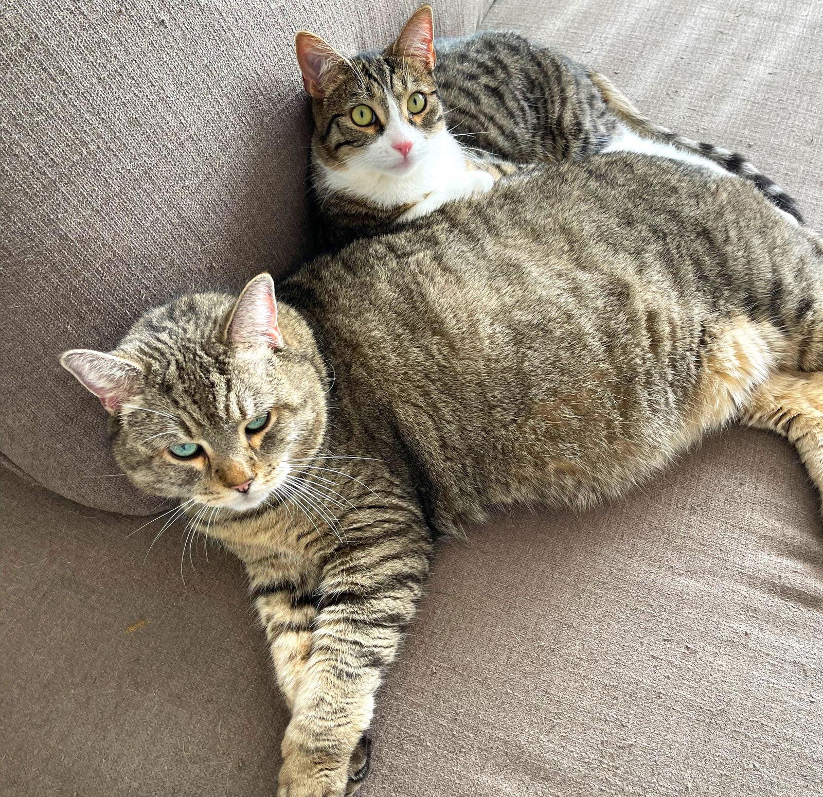 Sarge, Adoptable, Senior Male Domestic Short Hair & Tabby.