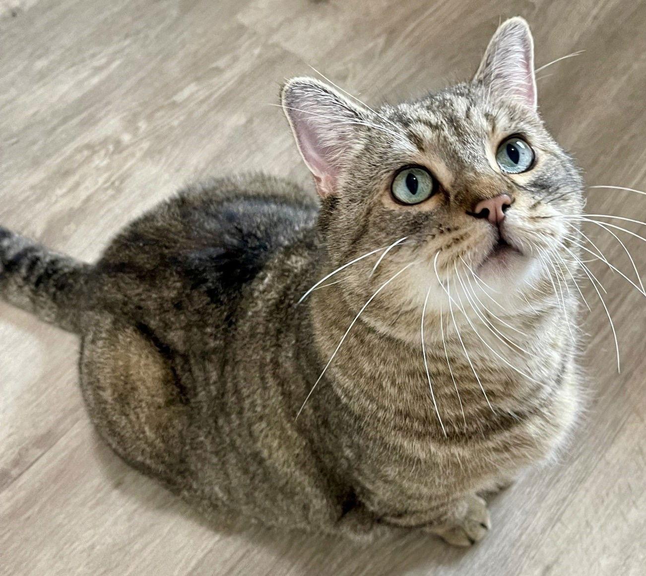 Sarge, a Adoptable mixed breed in Springfield, OR image 1/3