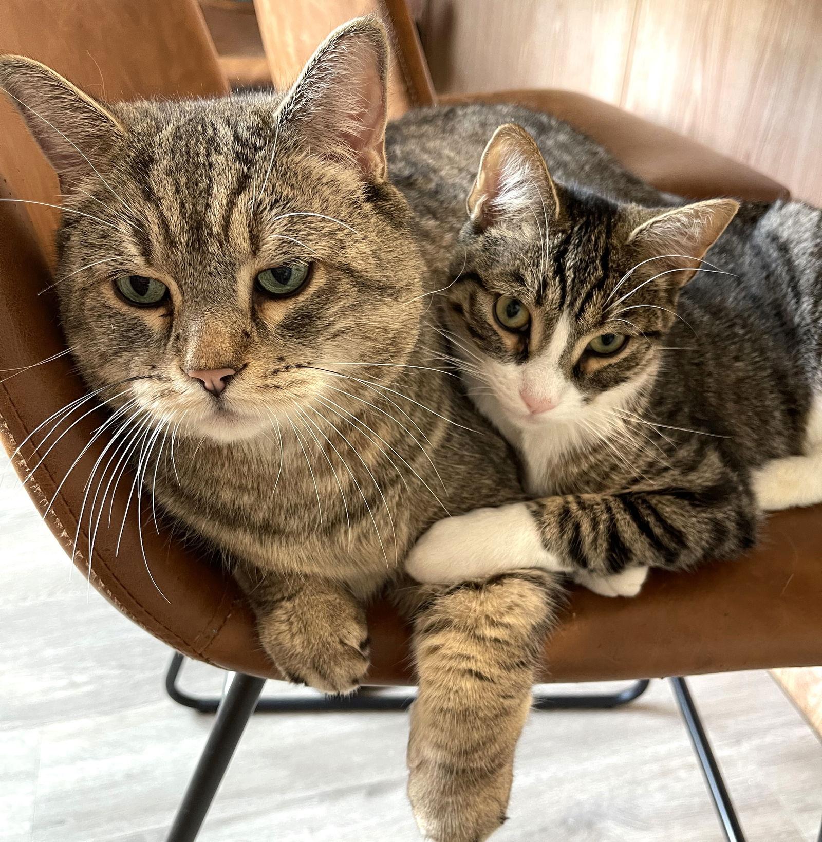 Sarge, a Adoptable mixed breed in Springfield, OR image 2/3