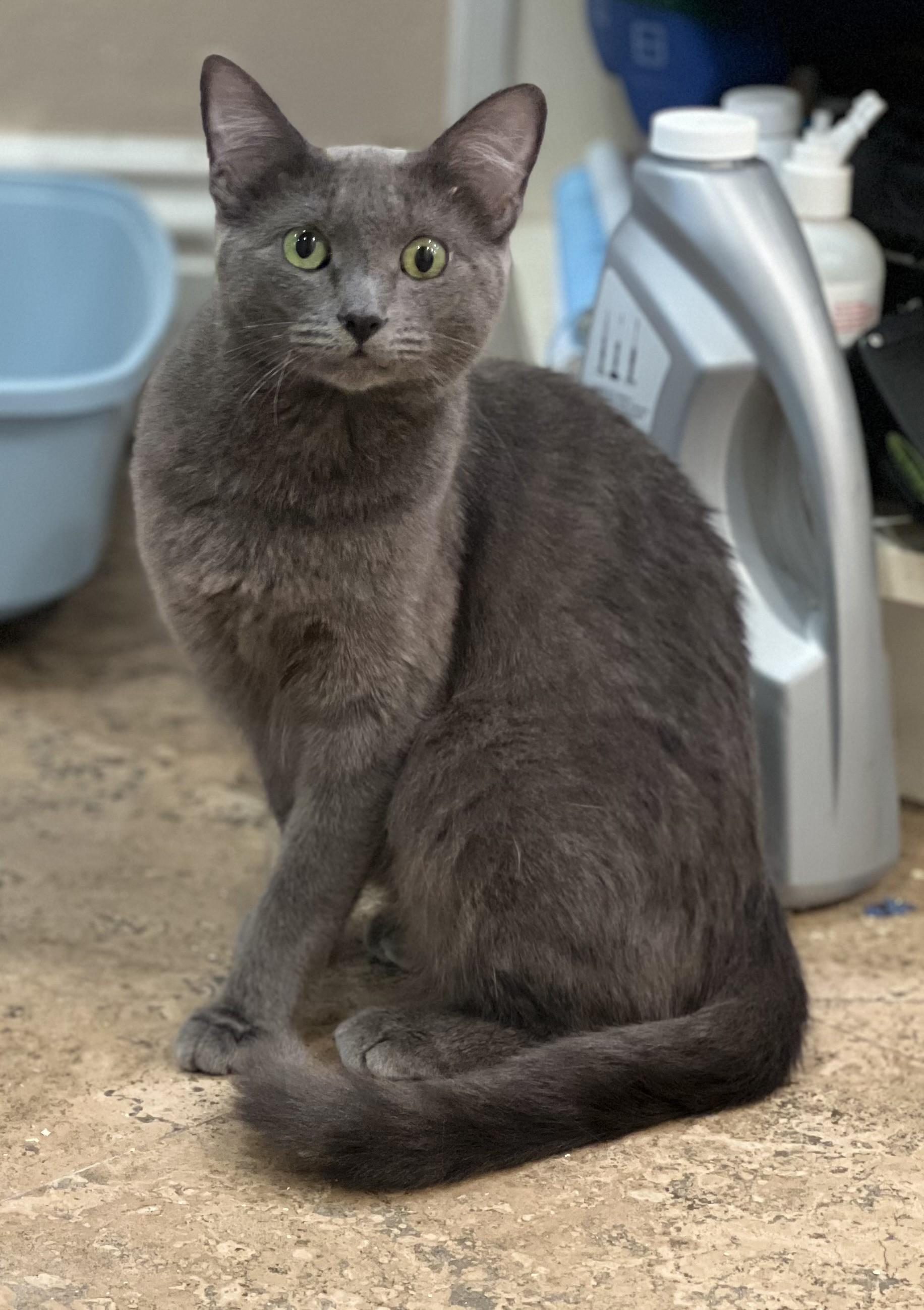 Valentina, ADOPTABLE, Kitten Female Domestic Short Hair & Russian Blue.