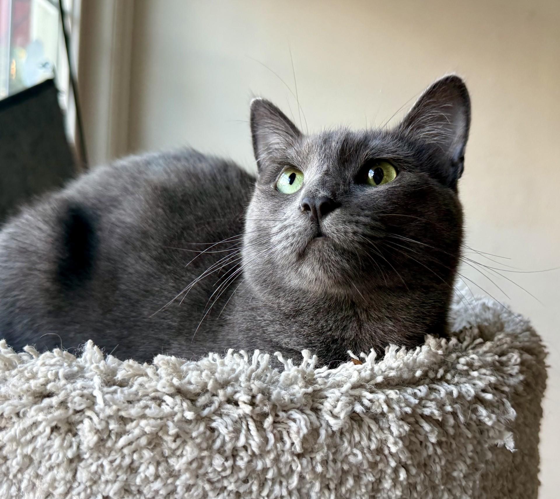 Enlarge Valentina, a Adoptable mixed breed in Los Alamitos, CA image 2/6