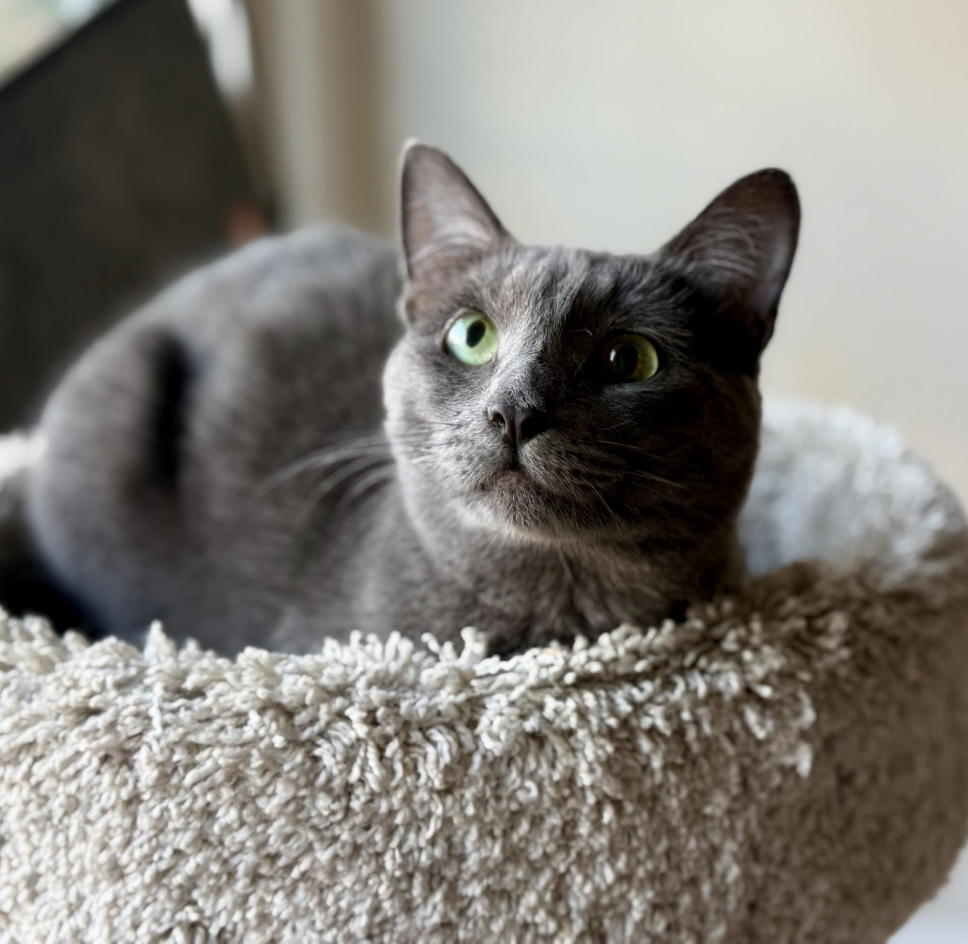 Enlarge Valentina, a Adoptable mixed breed in Los Alamitos, CA image 6/6
