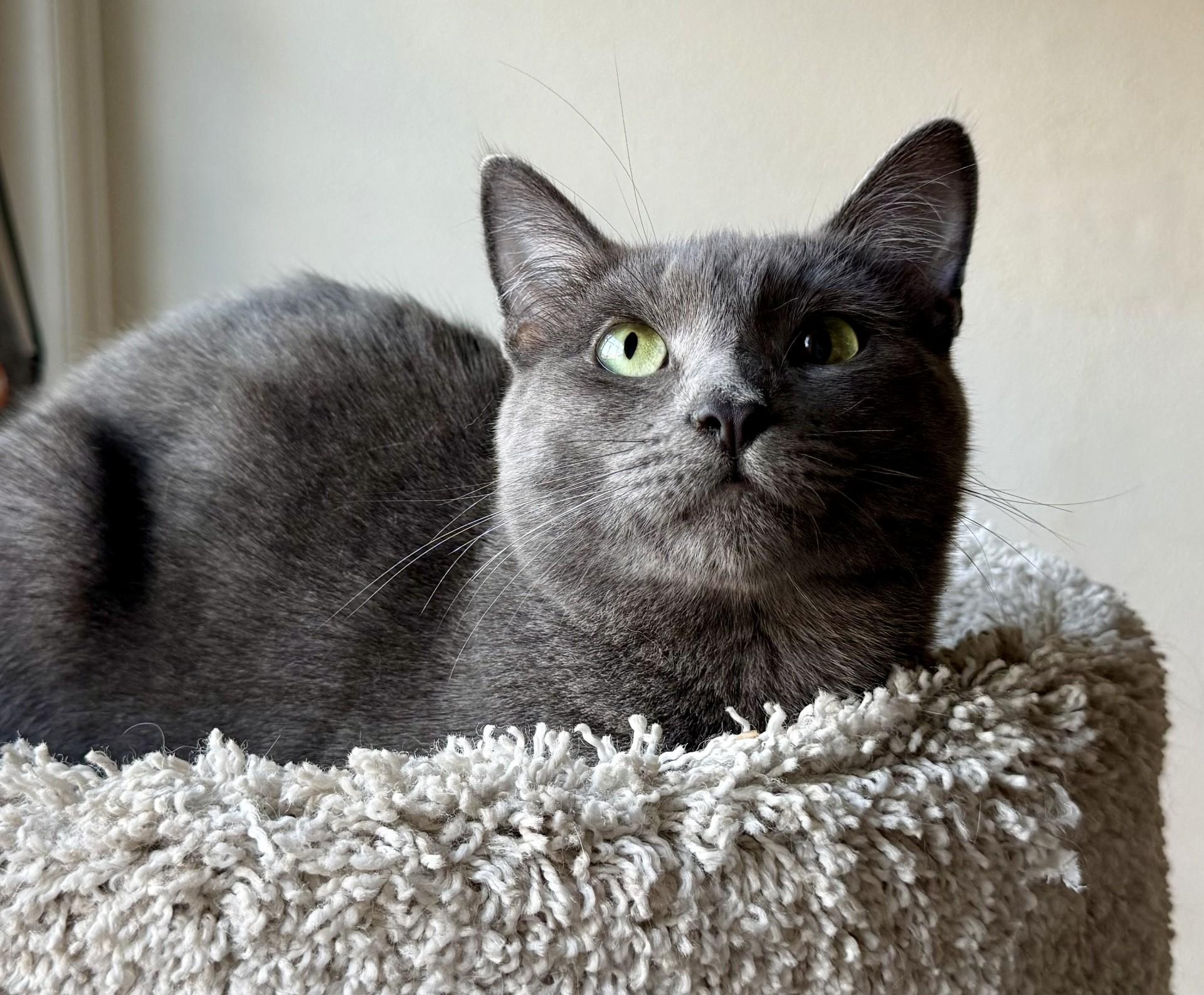 Enlarge Valentina, a Adoptable mixed breed in Los Alamitos, CA image 1/6