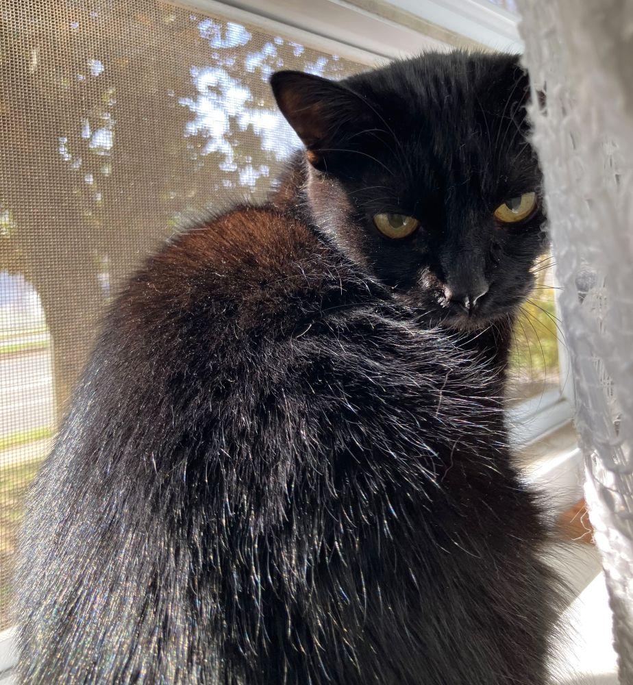 Enlarge Nora, a Adoptable Domestic Short Hair in Alexandria, VA image 1/1