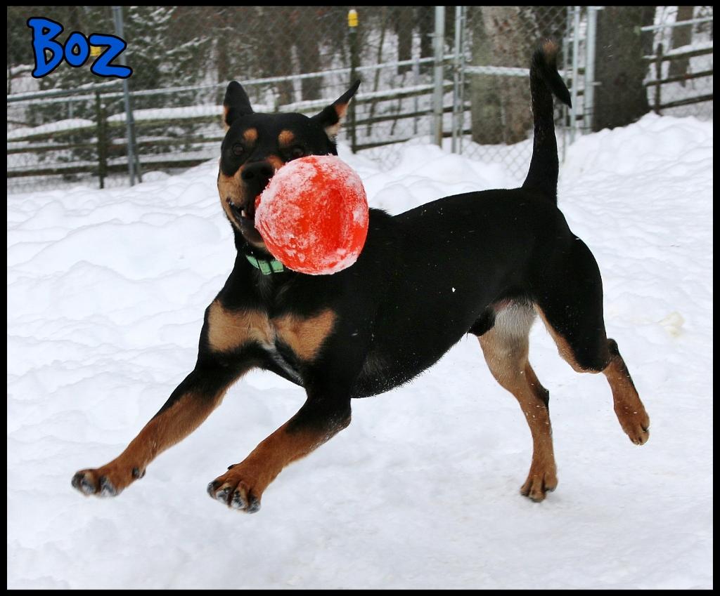 Enlarge Boz, a Adoptable mixed breed in Shippenville, PA image 3/6