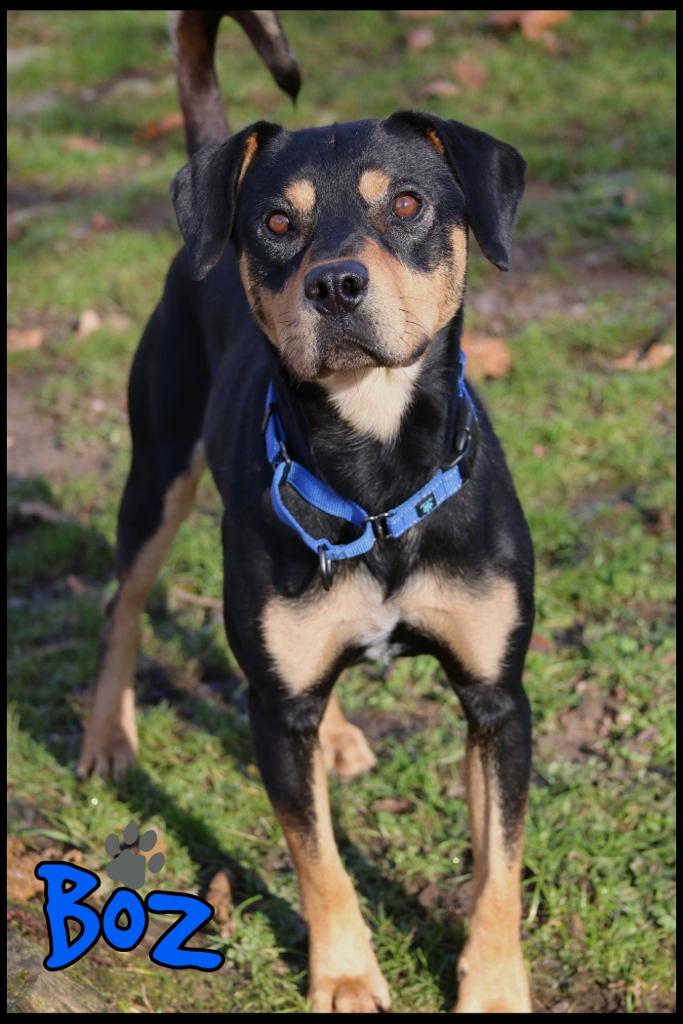 Enlarge Boz, a Adoptable mixed breed in Shippenville, PA image 4/6