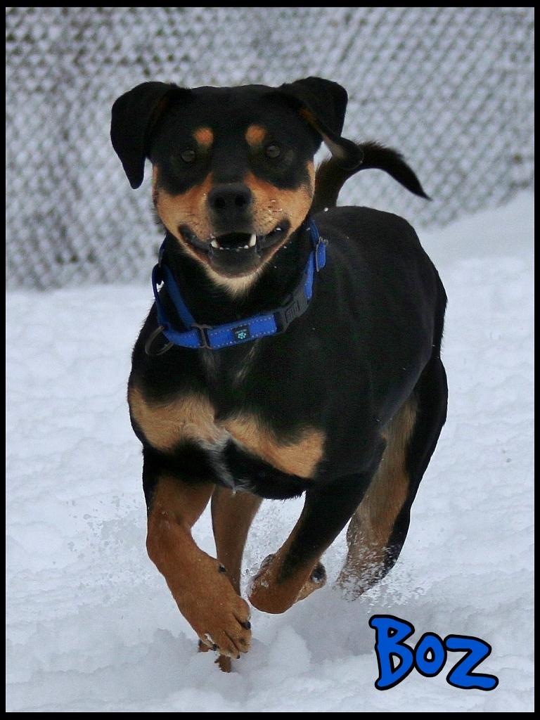 Enlarge Boz, a Adoptable mixed breed in Shippenville, PA image 2/6