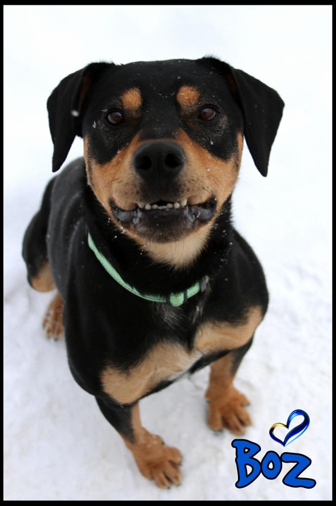 Boz, Adoptable, Adult Male Rottweiler.