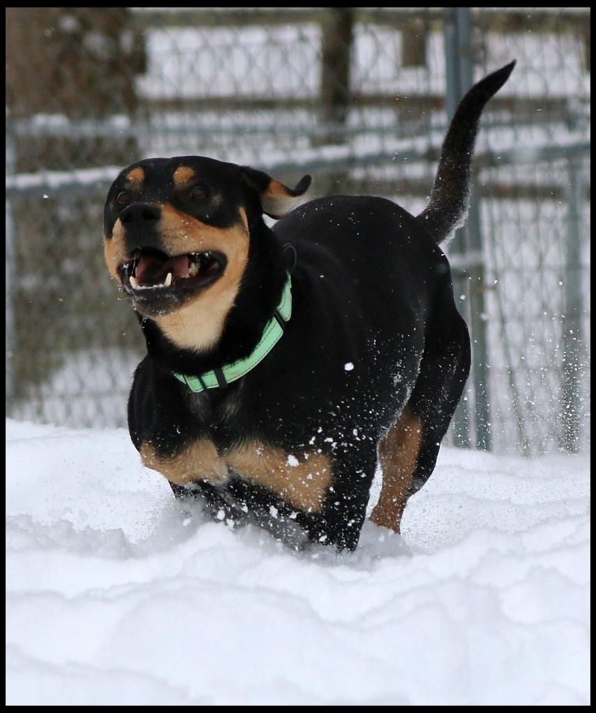 Enlarge Boz, a Adoptable mixed breed in Shippenville, PA image 2/6
