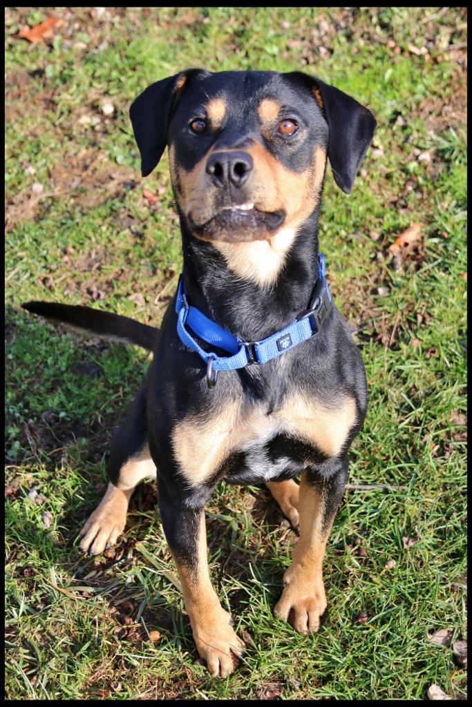 Enlarge Boz, a Adoptable mixed breed in Shippenville, PA image 5/6