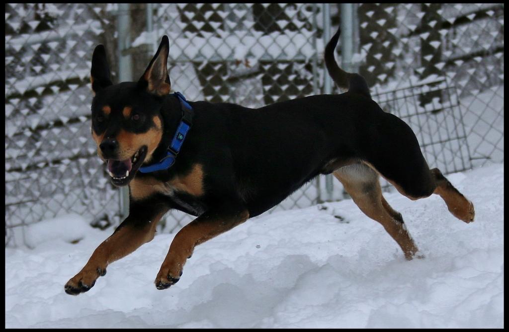 Enlarge Boz, a Adoptable mixed breed in Shippenville, PA image 3/6