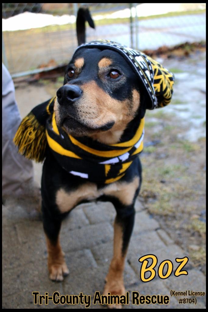 Boz, Adoptable, Adult Male Rottweiler.