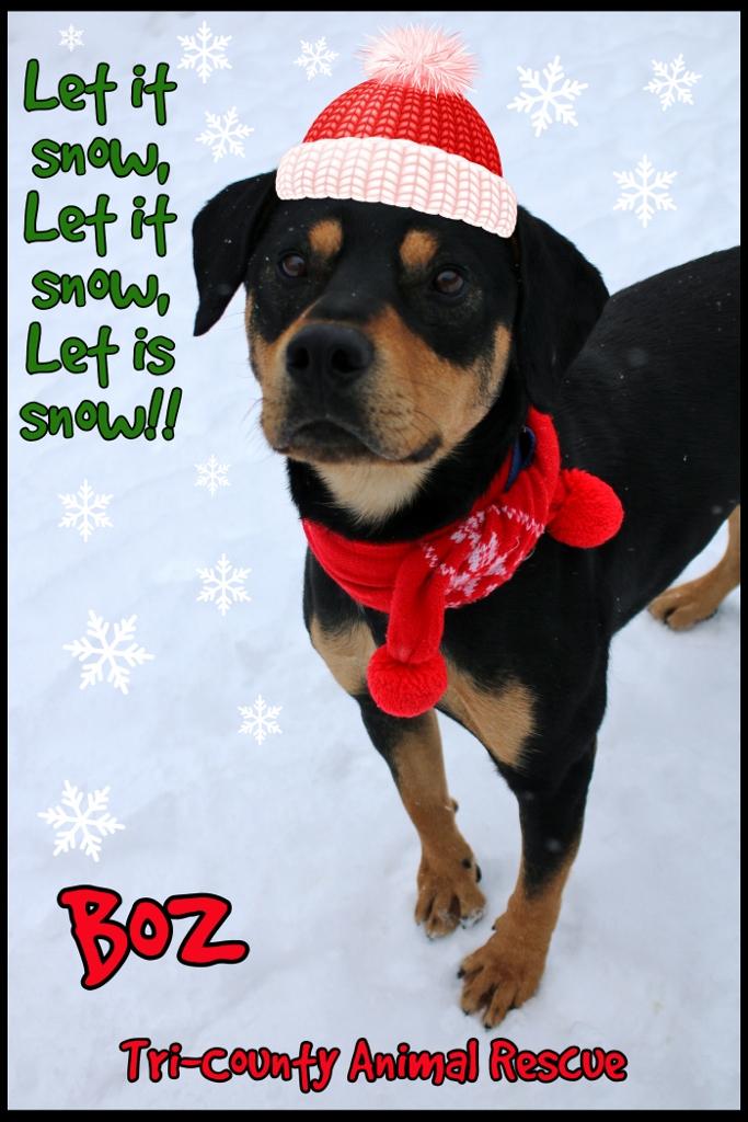 Enlarge Boz, a Adoptable mixed breed in Shippenville, PA image 1/6