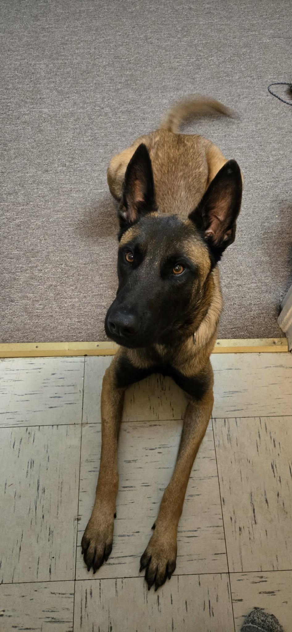 Enlarge Buddy, a Adoptable mixed breed in Westwood, NJ image 4/6