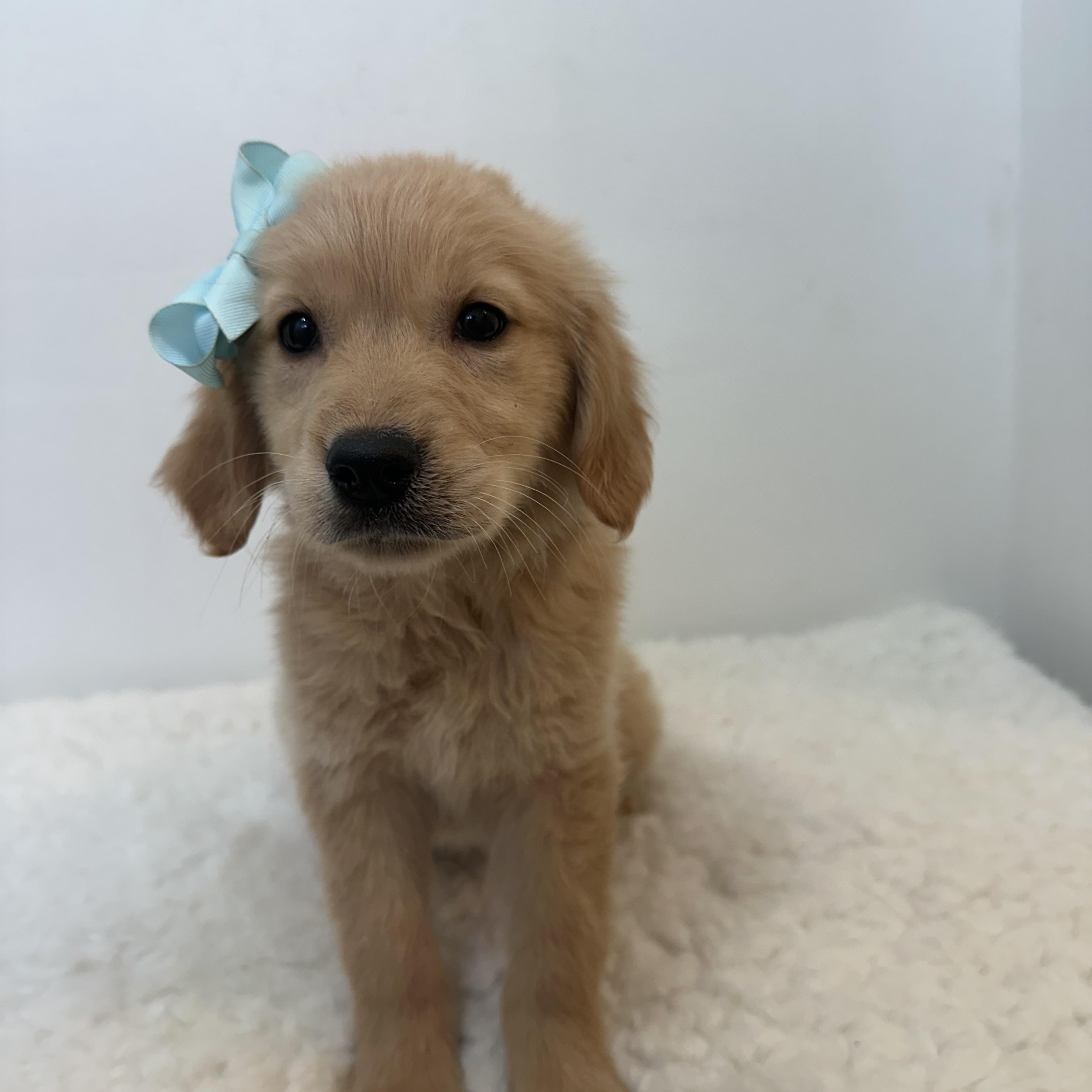 Enlarge Carolina & Gabe , a ADOPTABLE Golden Retriever in Wrightstown, NJ image 3/6