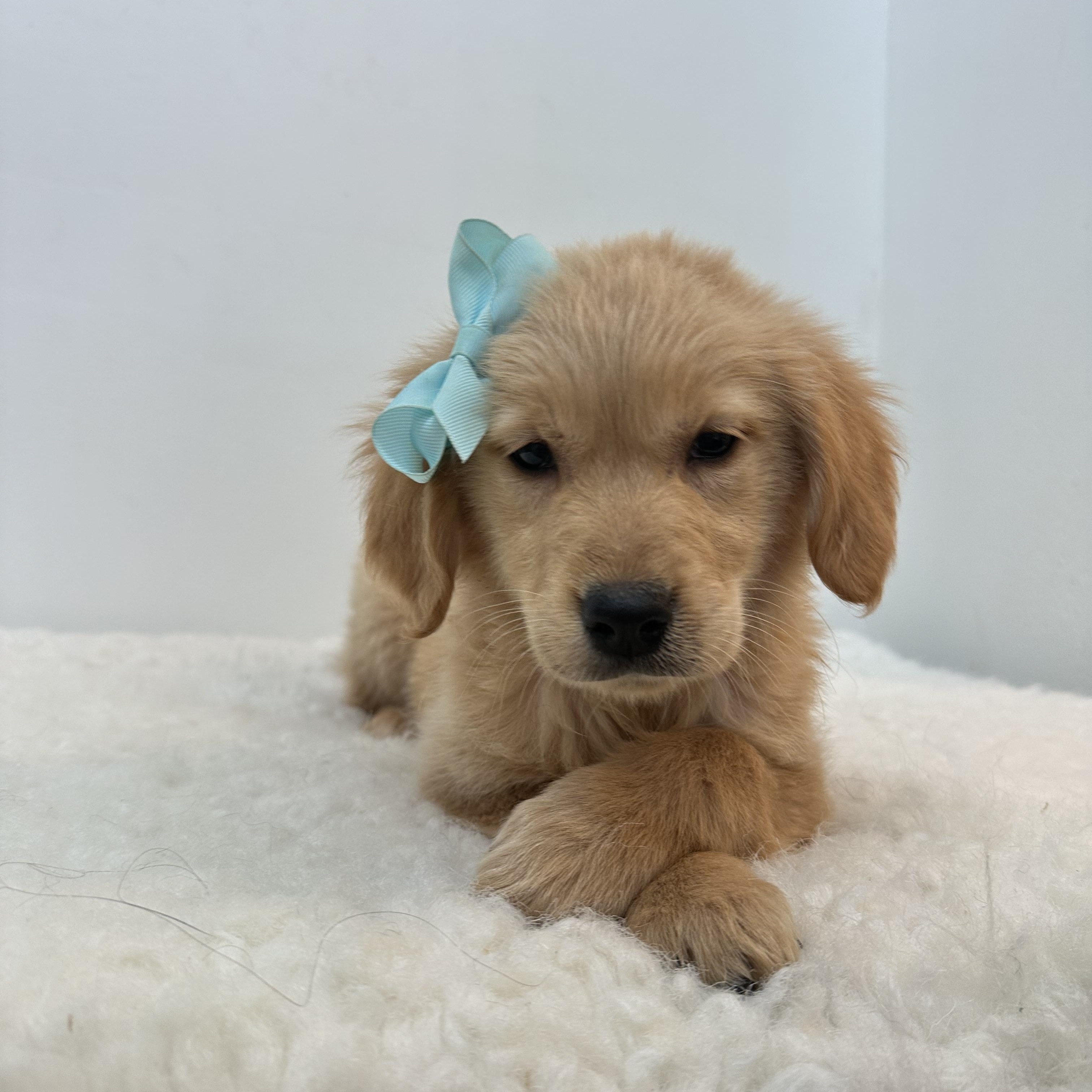 Enlarge Carolina & Gabe , a ADOPTABLE Golden Retriever in Wrightstown, NJ image 4/6