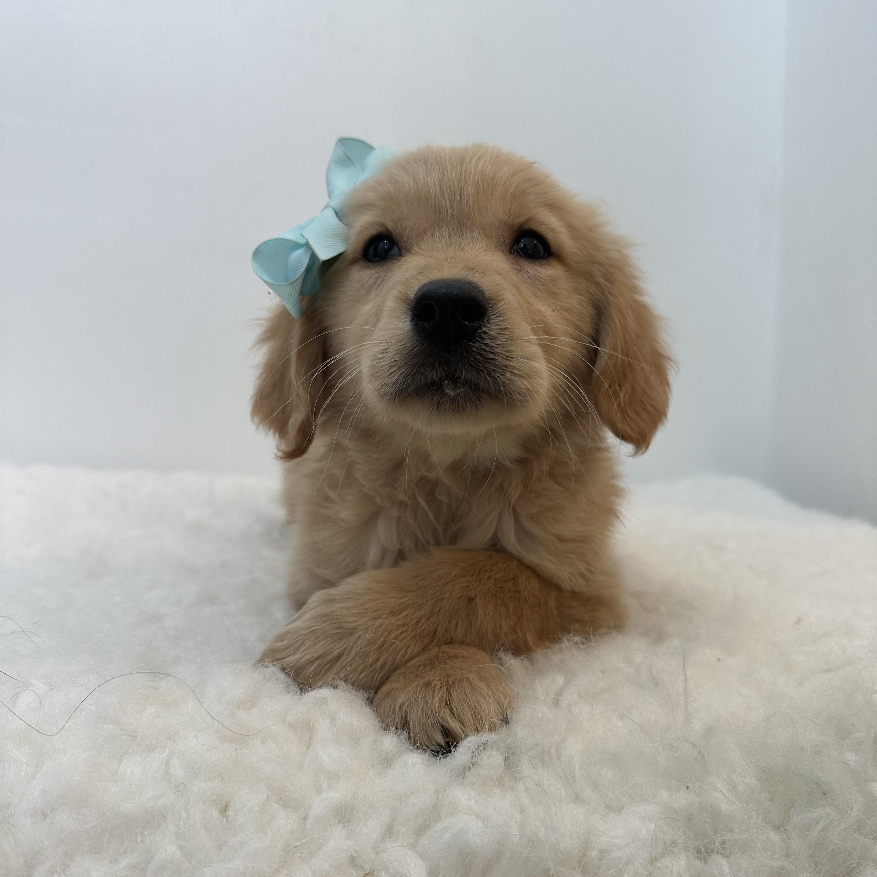 Enlarge Carolina & Gabe , a ADOPTABLE Golden Retriever in Wrightstown, NJ image 5/6