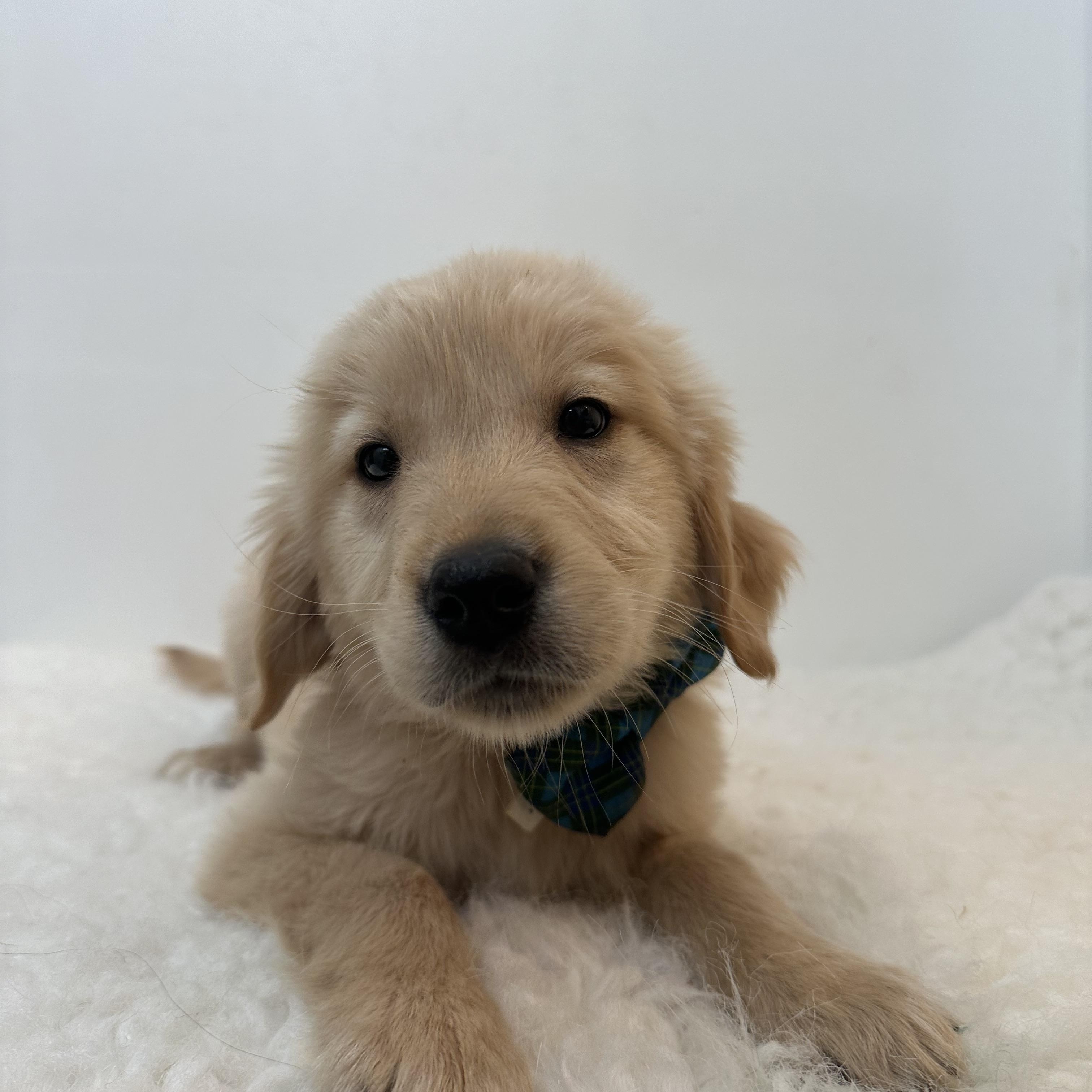 Enlarge Carolina & Gabe , a ADOPTABLE Golden Retriever in Wrightstown, NJ image 6/6