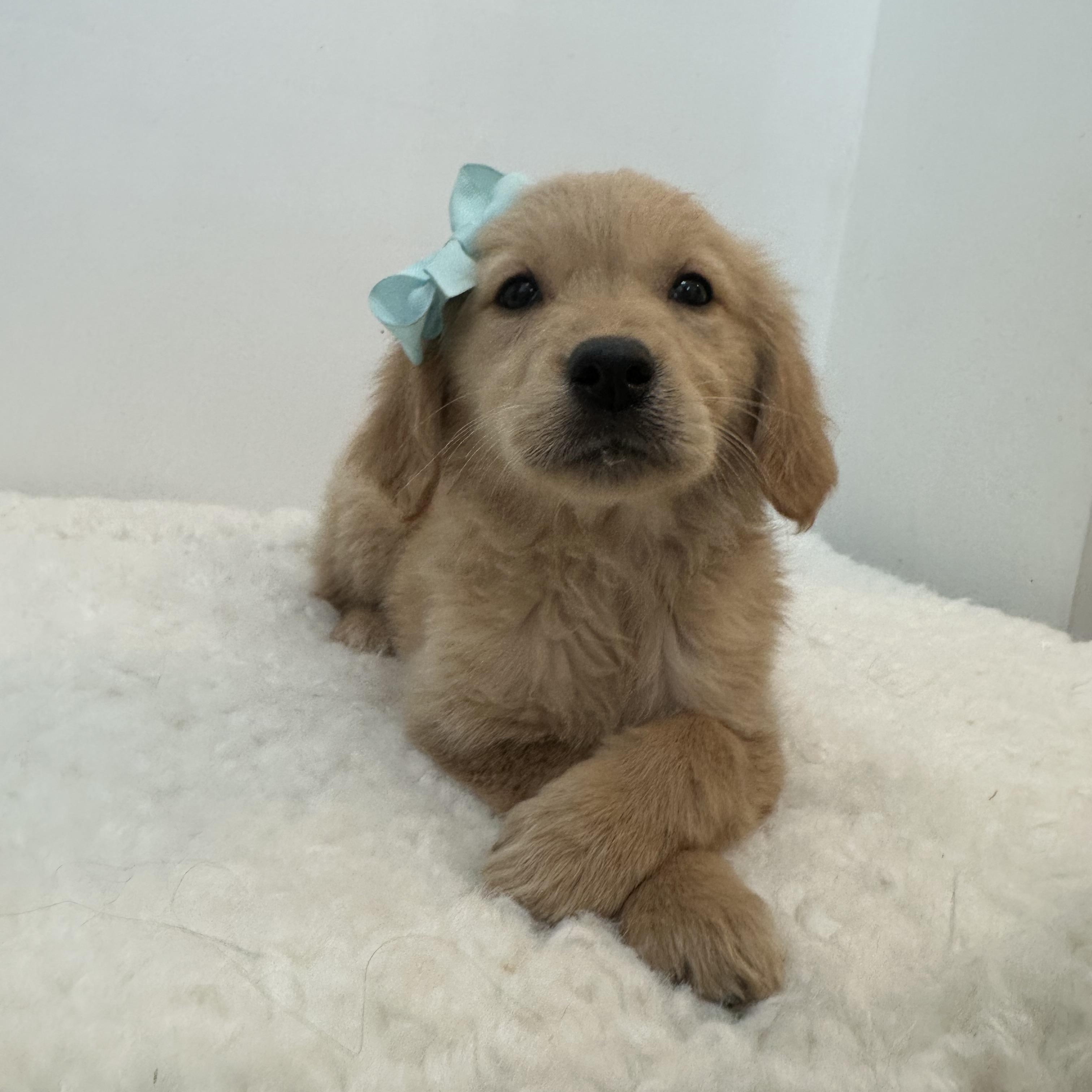 Carolina & Gabe , ADOPTABLE, Puppy Female Golden Retriever.