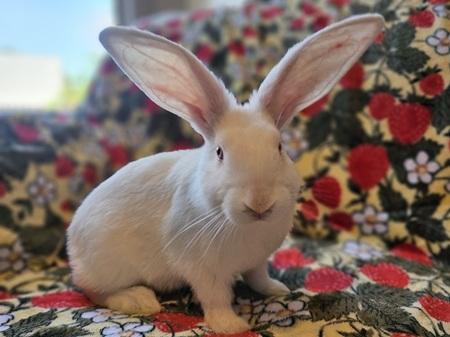 Enlarge John, a Adoptable American in Folsom, CA image 1/5