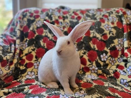 Enlarge John, a Adoptable American in Folsom, CA image 2/5