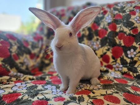 Enlarge John, a Adoptable American in Folsom, CA image 4/5