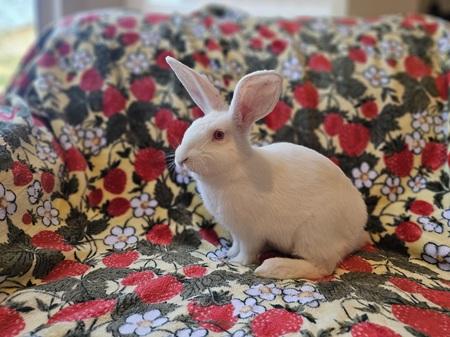 Enlarge John, a Adoptable American in Folsom, CA image 5/5