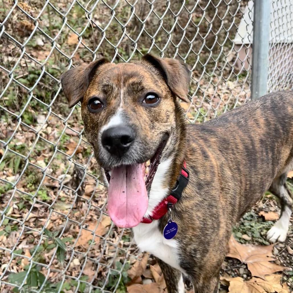 Burrito, a Adoptable mixed breed in Zanesville, OH image 2/6