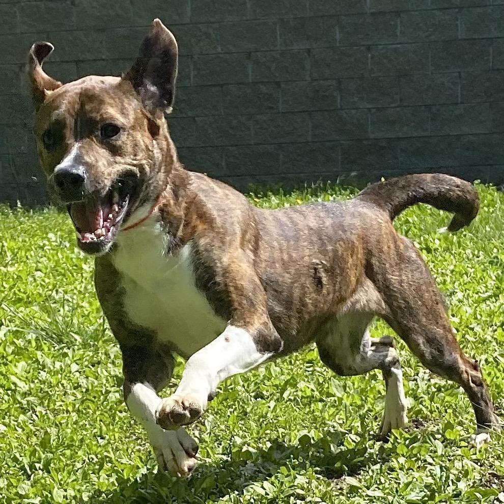 Burrito, a Adoptable mixed breed in Zanesville, OH image 4/6