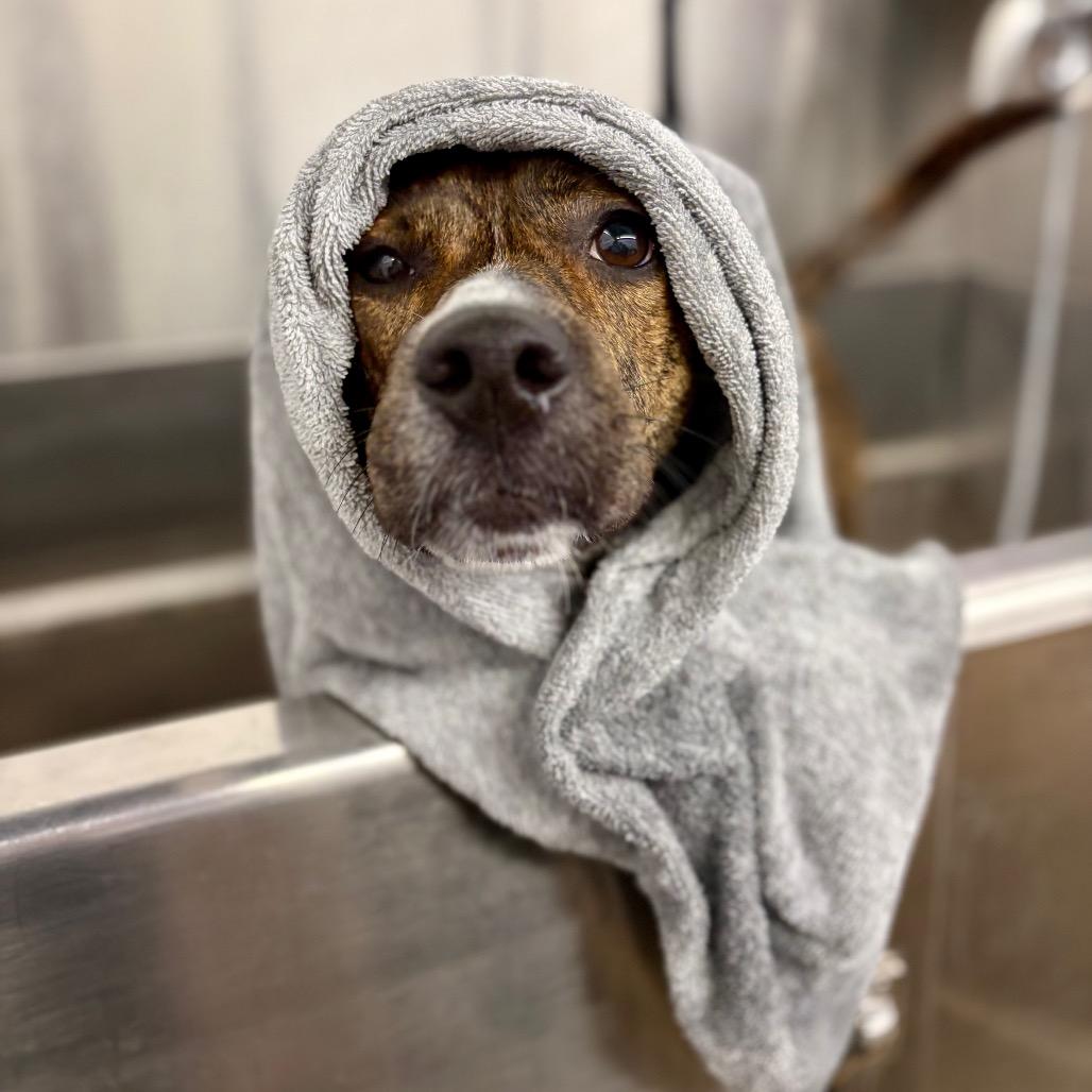 Burrito, a Adoptable mixed breed in Zanesville, OH image 6/6