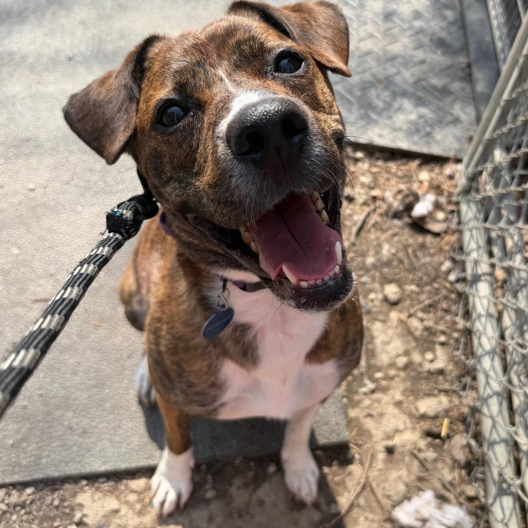 Enlarge Burrito, a Adoptable mixed breed in Zanesville, OH image 6/6