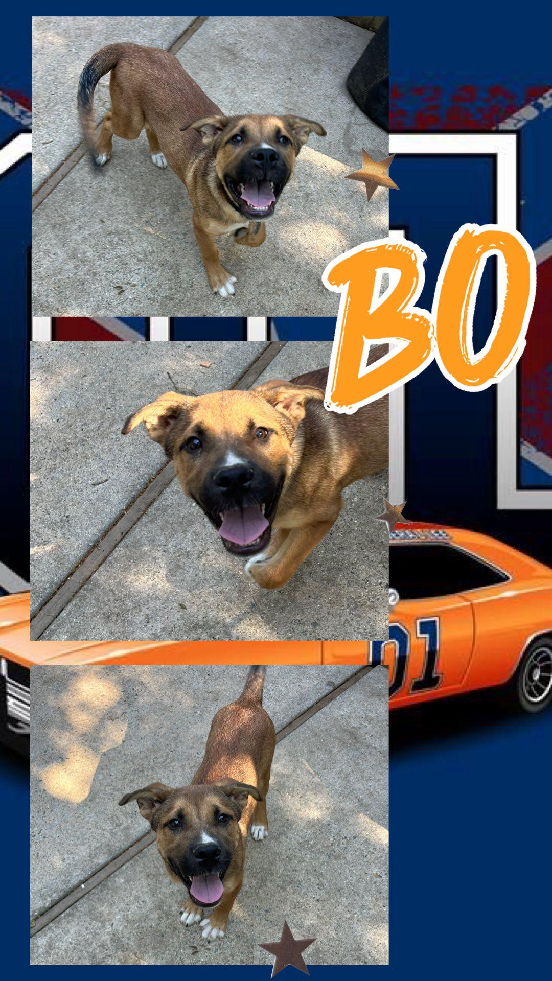 Bo, adopted, Young Male Catahoula Leopard Dog & Black Mouth Cur.