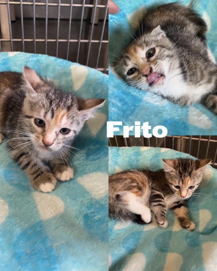 Frito