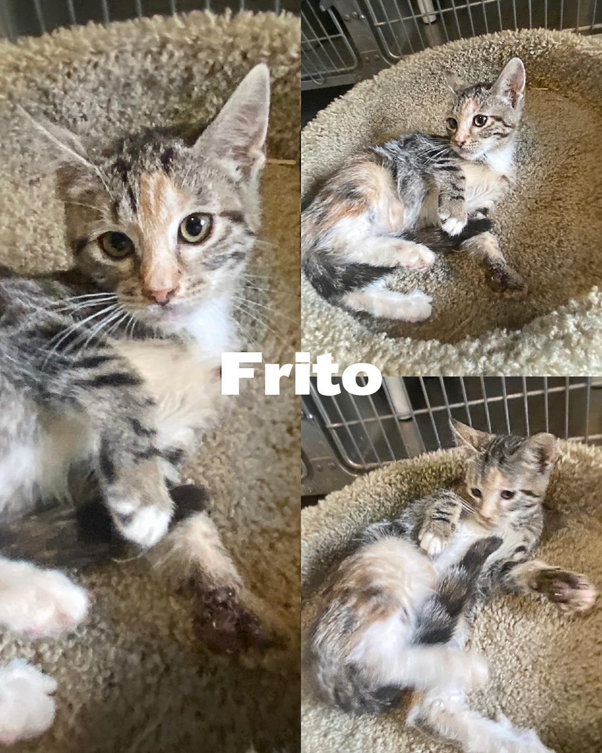 Frito