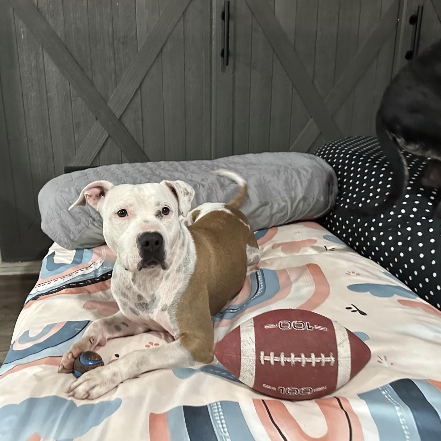 Sue Ellen, a Adoptable mixed breed in Boston, MA image 2/5