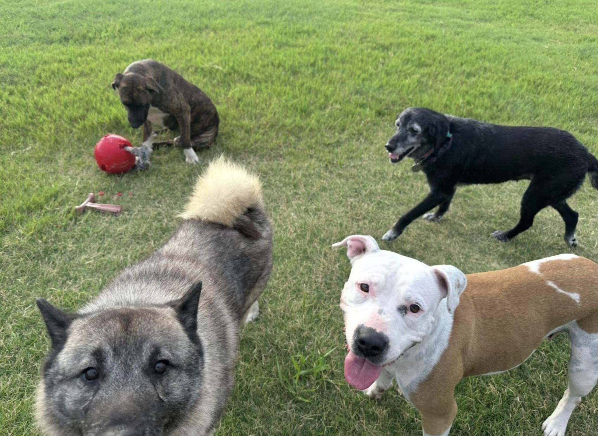 Sue Ellen, a Adoptable mixed breed in Boston, MA image 3/5