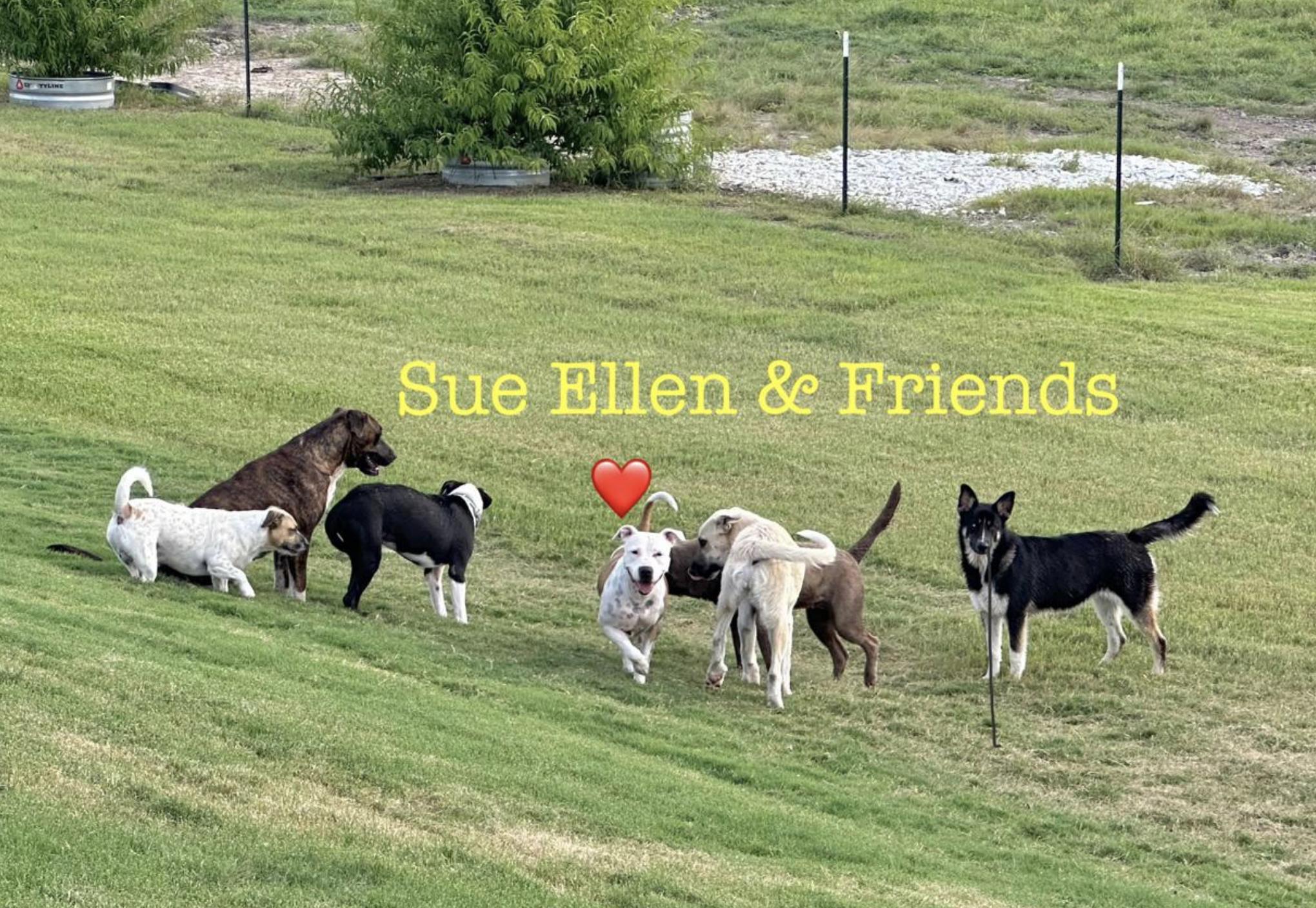 Sue Ellen, a Adoptable mixed breed in Boston, MA image 4/5