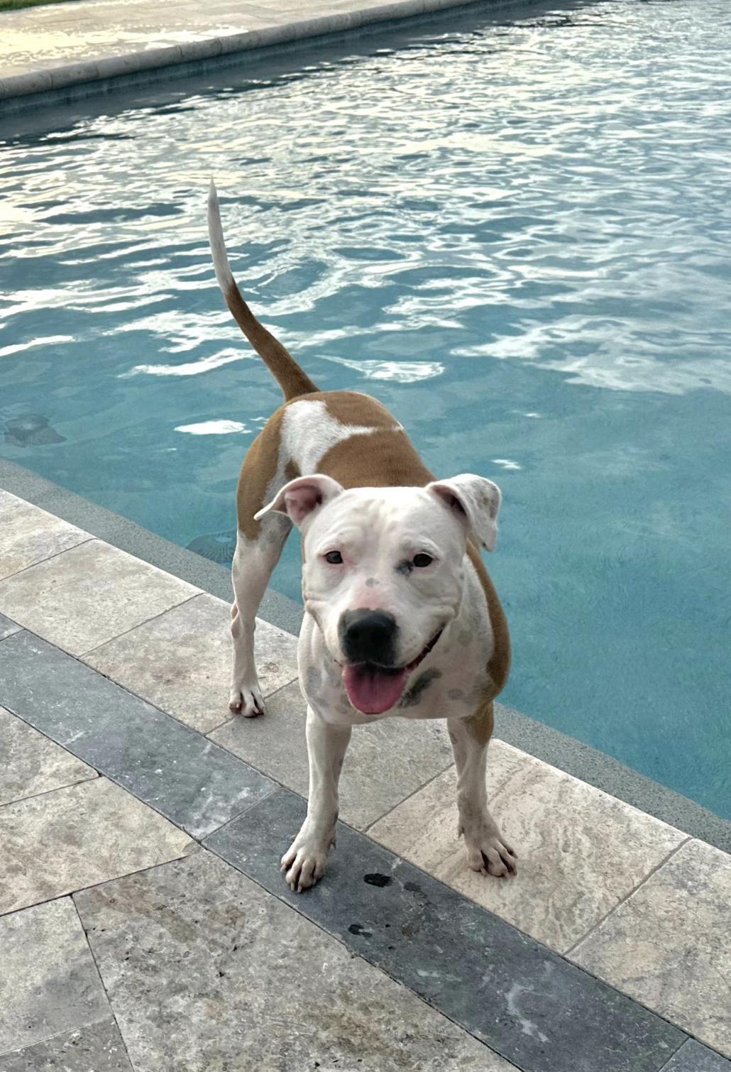 Sue Ellen, a Adoptable mixed breed in Boston, MA image 1/5