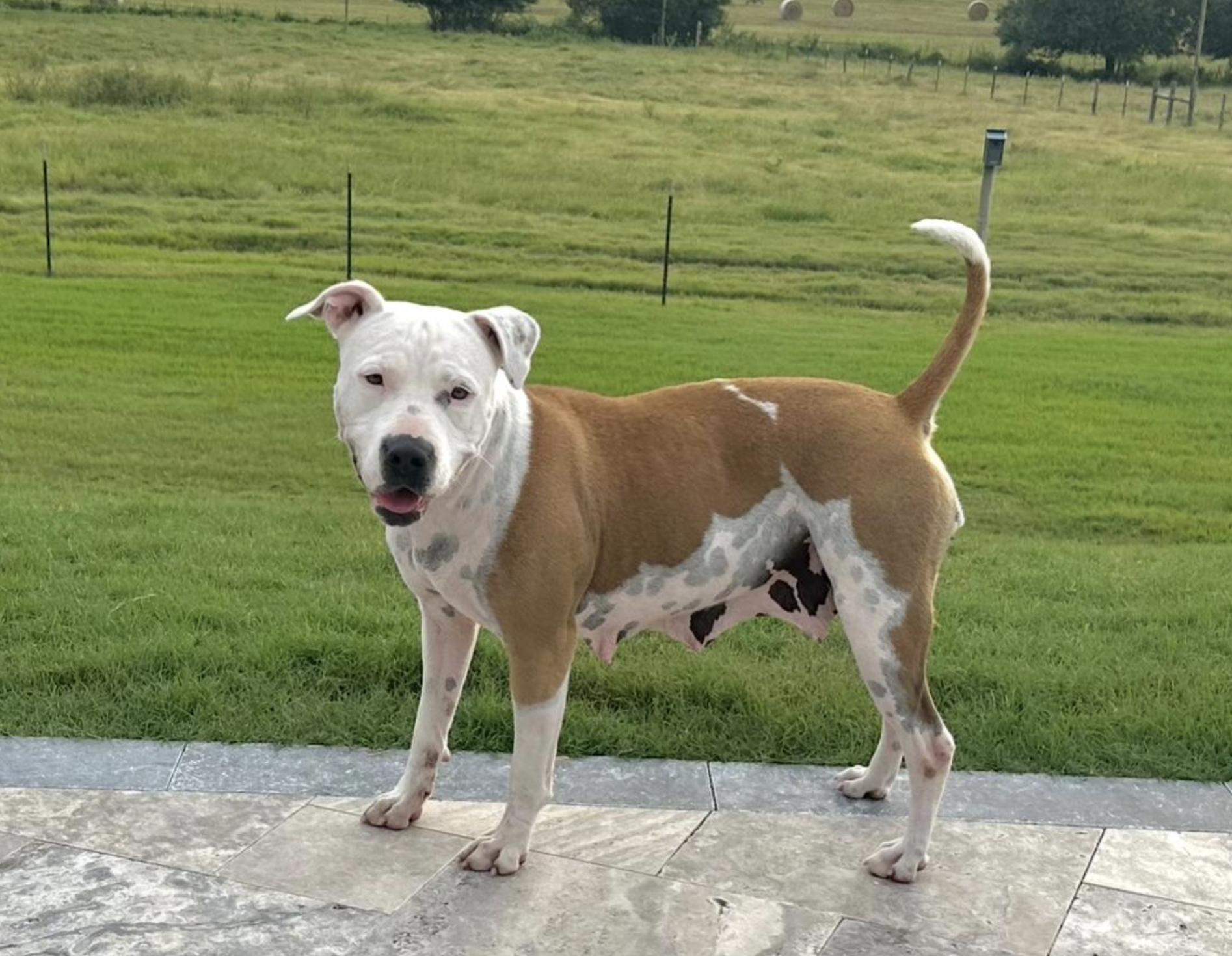 Sue Ellen, a Adoptable mixed breed in Boston, MA image 5/5