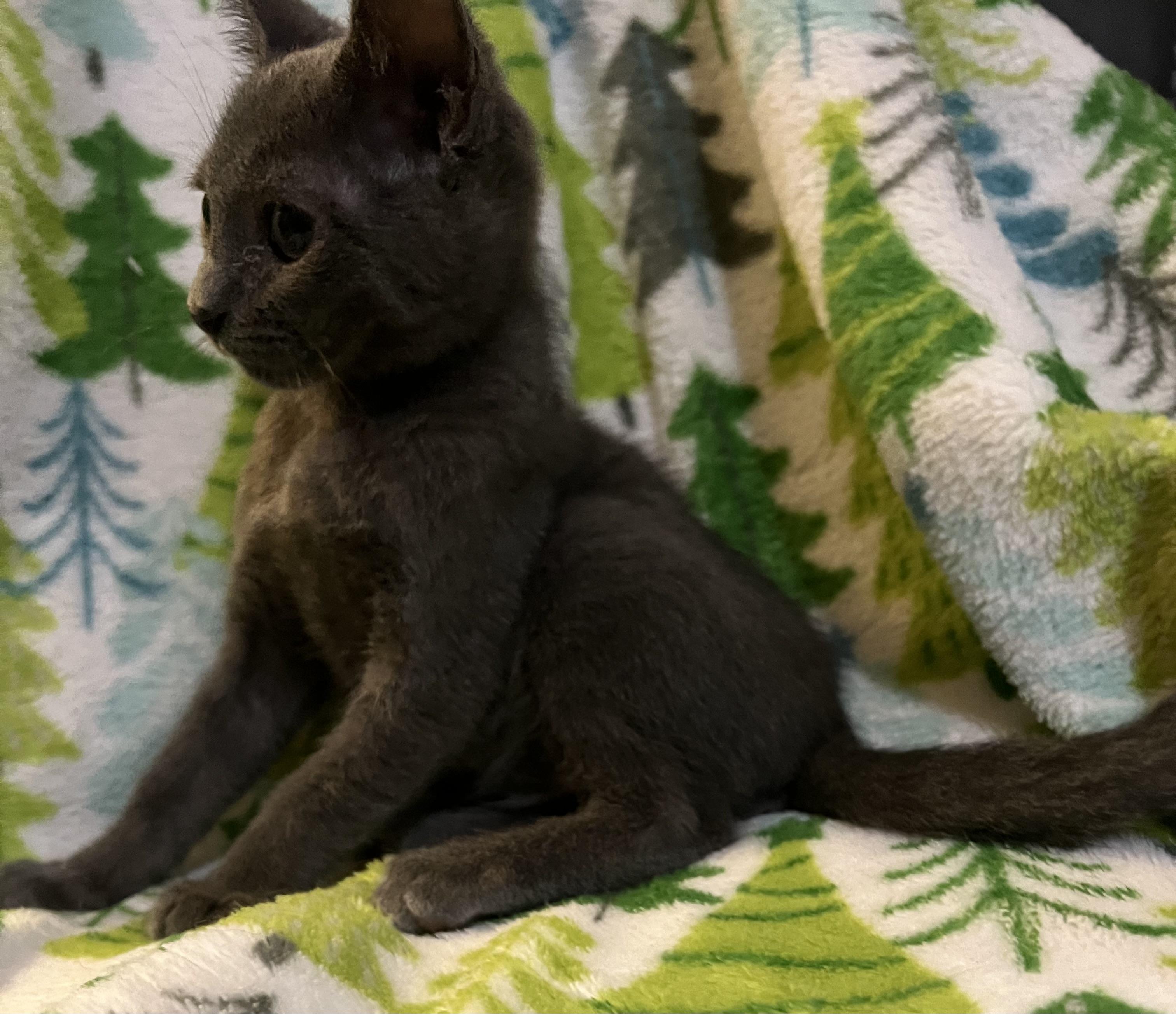 Enlarge Chance, an adopted mixed breed in Knoxville, GA image 3/4