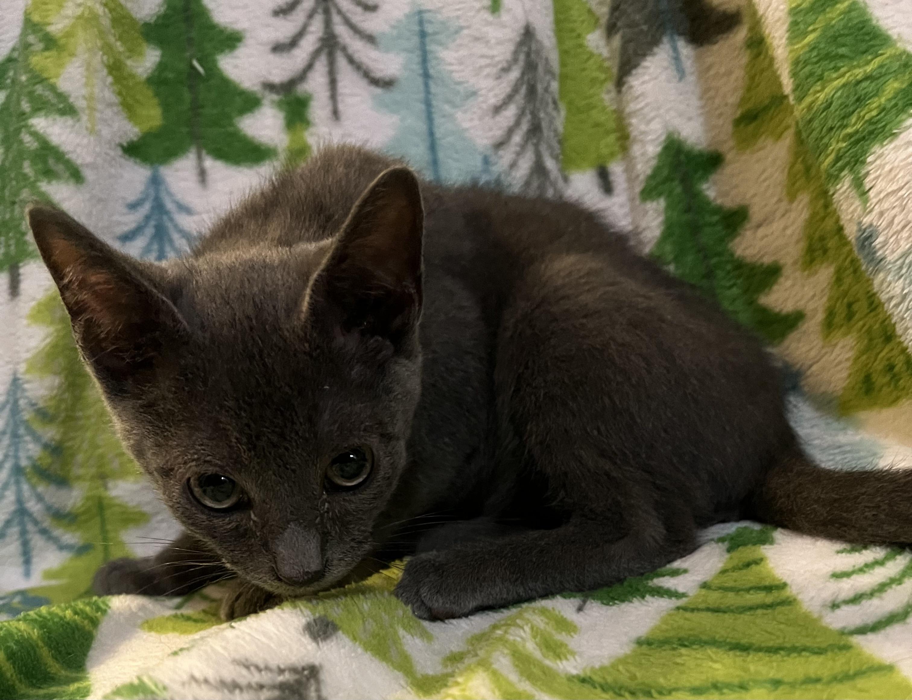 Enlarge Chance, an adopted mixed breed in Knoxville, GA image 4/4